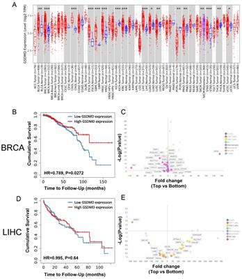 GSDMD is associated with survival in human breast cancer but does not impact anti-tumor immunity in a mouse breast cancer model